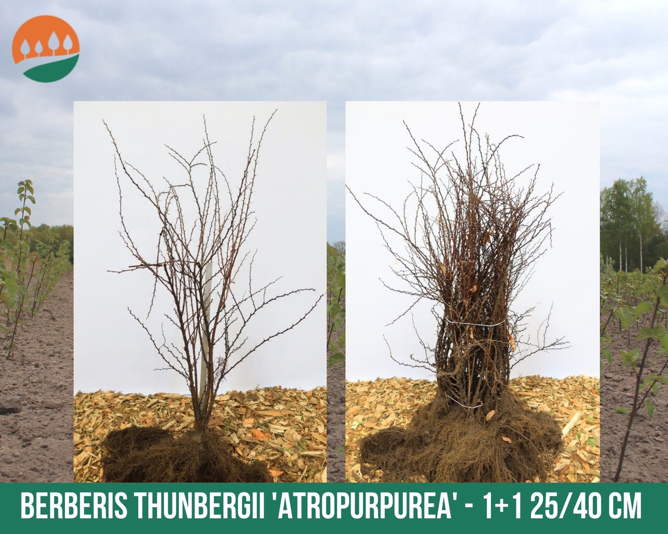 Berberis thunb. 'Atropurpurea' - 25-40 CM bare root 1/1